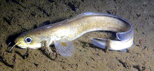 Enchelyopus cimbrius_08